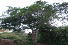 Atalantia monophylla